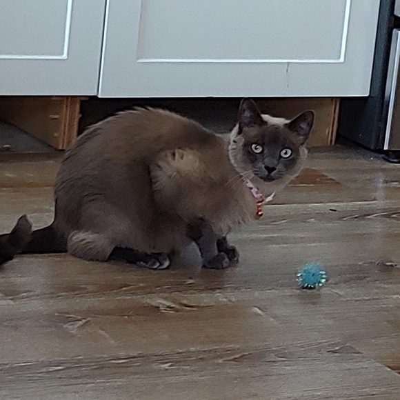 Meet your Posher, Posh - Picture 2 of 3